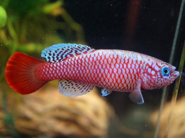 Род Nothobranchius